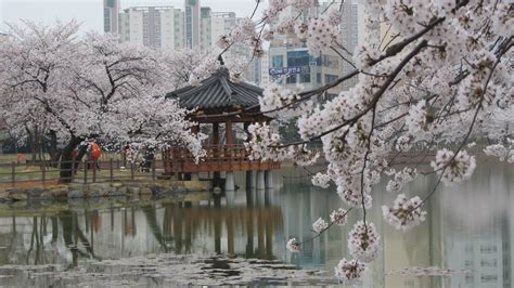cherry blossom season south korea